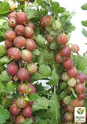 Агрус на штамбі Agro-Market "Неслуховський" (ранній термін дозрівання, великоплідний) (43072) 1 саджанець в упаковці - мініатюра 3