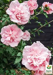 Саджанець Agro-Market Гібіскус сирійський Pink Chiffon С2, висота 20-40 см (62134) - мініатюра 3