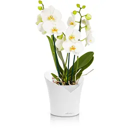 Вазон Lechuza Orchidea, 1 л, сірий (13961) - мініатюра 4