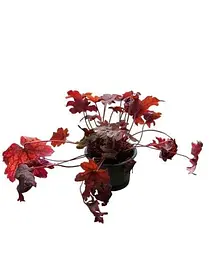 Гейхерелла Agro-Market Heucherella Sweet Tea С1 висота 15-30 см 1 саджанець в упаковці - мініатюра 3