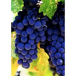 Саджанець Agro-Market Виноград темно-синій Чорне море (Black Sea) (преміальний високоврожайний винний сорт) 1 шт. в упаковці (44312) - мініатюра 3
