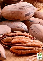Саджанець Agro-Market Горіх Пекан Barton саджанець 3 роки (невибагливий, високоврожайний) 1 шт. в упаковці (179042) - мініатюра 2