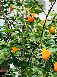 Саджанець Agro-Market Хурма Гігант (Giant) великоплідний сорт на віргінській підщепі бурштинова 1 шт. в упаковці (48130) - мініатюра 6