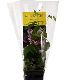 Клематис Agro-Market Josephine 1 саджанець в упаковці (15846) - мініатюра 2