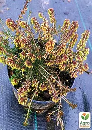 Саджанець Agro-Market Еріка трав'яниста March Seedling горщик P11 (46338) - мініатюра 3