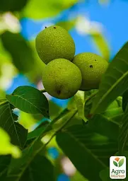 Саджанець Agro-Market Волоський горіх Кочерженко (ранній термін дозрівання) 1 шт. в упаковці (35900) - мініатюра 4