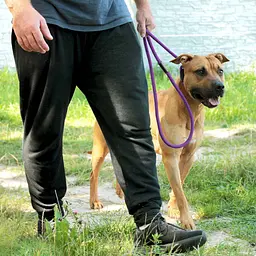 Повідець-зашморг для собак Barksi Active (довжина 183 см діаметр 12 мм) шахмати чорно-фіолетовий - мініатюра 7
