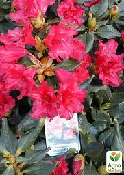 Саджанець Agro-Market Рододендрон червоний Баден-Баден (Baden-baden) (36866) - мініатюра 2