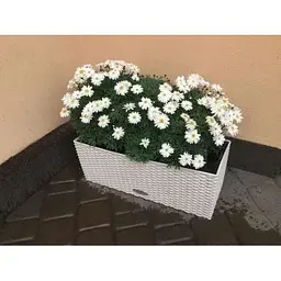 Саджанець Agro-Market Аргірантемум Glory Double White (контейнер № 10 висота 15 см) (47994) 1 шт. в упаковці - мініатюра 3