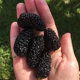 Саджанець Agro-Market Шовковиця Крупноплідна (літній сорт, середній термін дозрівання) 1 шт. в упаковці (45350) - мініатюра 4