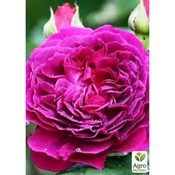 Троянда шрабова Agro-Market Purple Lodge (саджанець класу АА+) вищий сорт (187613) 1 саджанець в упаковці