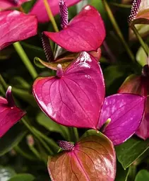 Саджанець Agro-Market Антуріум (Anthurium) Baby Purple (112462) 1 шт. в упаковці (кімнатний) - мініатюра 2