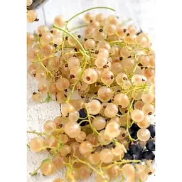 Саджанець Agro-Market Порічка (смородина) біла Вічна ніжність (Eternal tenderness) (преміальний ранній сорт) 1 шт. в упаковці (23996) - мініатюра 3