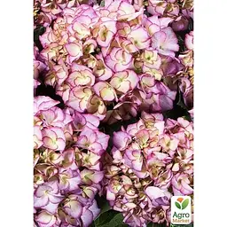 Саджанець Agro-Market Гортензія крупнолиста Adula Lila (183468) 1 шт. в упаковці - мініатюра 2