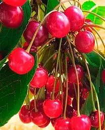 Саджанець Agro-Market Черешня Світхарт (літній сорт, середній термін дозрівання) (35973) 1 шт. в упаковці - мініатюра 2