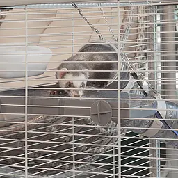 Двоповерхова клітка Ferplast Furet Tower для тхорів на колесах - мініатюра 14