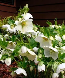 Морозник (Helleborus) Potter`s Wheel Agro-Market 1 саджанець в упаковці (48552) - мініатюра 3