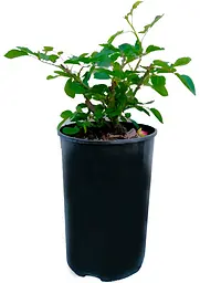 Троянда флорібунда Agro-Market Rotkappchen саджанець класу АА+ в контейнері (152661) - мініатюра 3