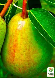 Саджанець Agro-Market Груша Вродлива (осінній сорт, середній термін дозрівання) 1 шт. в упаковці (35454) - мініатюра 2