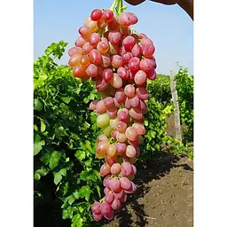 Саджанець Agro-Market Виноград Пам'яті батька (ранньо-середній термін дозрівання) 1 шт. в упаковці (25530) - мініатюра 2