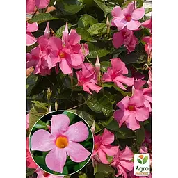 Саджанець Agro-Market Дипладенія (Mandevilla) Veronika Pink (квітуча ліана) (71573) 1 шт. - мініатюра 3