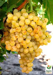 Саджанець Agro-Market Виноград Біле полум'я (кишмиш) 1 шт. в пакуванні (44879) - мініатюра 3