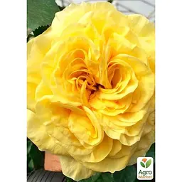 Троянда піоноподібна Agro-Market Лимон Помпон саджанець класу АА+ вищий сорт 1 шт. в упаковці (178134) - мініатюра 2
