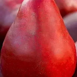 Саджанець Agro-Market Груша Ред Фаворитка (літній сорт, раніій термін дозрівання) (46227) 1 шт. в упаковці - мініатюра 2