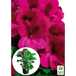Саджанець Agro-Market Пеларгонія Королівська Aristo Burgundy (контейнер № 10 висота 10-20 см) (49108) 1 шт. в упаковці - мініатюра 5