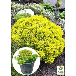 Саджанець Agro-Market Барбарис Тунберга 3-х річний Tiny Gold С3 висота саджанця від 20 см (182619) 1 шт. в упаковці - мініатюра 3
