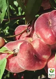 Саджанець Agro-Market Інжирний персик Нікітський (літній сорт, пізній термін дозрівання) 1 шт. в упаковці (25771) - мініатюра 2