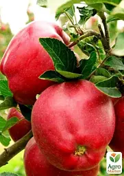 Саджанець Agro-Market Яблуня Роял Ред Делішес (зимовий сорт, пізній термін дозрівання) 1 шт. в упаковці (40027) - мініатюра 3
