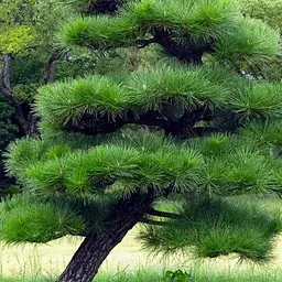 Сосна Тунберга Agro-Market 5-річна Pinus Thunbergii С3 висота 90-100 см ідеальна для бонсай 189737 1 саджанець в упаковці