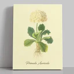 Інтер'єрна картина Ботанічна ілюстрація, Primula Auricala, ботаніка, інтер'єрний декор, 60×45 см (id7159)