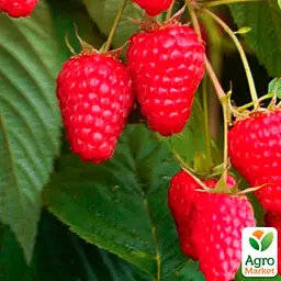 Малина ремонтантна Agro-Market "Маргарита" (великоплідний, ранній, транспортабельний сорт) (188750) 1 шт в упаковці