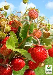 Саджанець Agro-Market Суницеполуниця Пенелопа (середньо-ранній термін дозрівання) 5 шт. в пакуванні (44692) - мініатюра 3