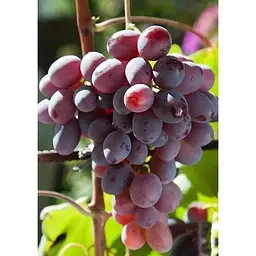 Саджанець Agro-Market Виноград Нізіна (середній термін дозрівання) 1 шт. в упаковці (21270) - мініатюра 3