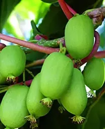 Саджанець Agro-Market Актинідія Київська гібридна (міні-ківі, морозостійкий сорт, пізній термін дозрівання) (46127) 1 шт. в упаковці - мініатюра 2