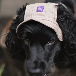 Панама для собак Hat-Dog мокко (S) - мініатюра 5