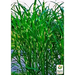 Саджанець Agro-Market Міскантус китайський Zebrinus С1.5 (176614) 1 шт. - мініатюра 2