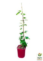 Саджанець Agro-Market Клематис 3-х річний My Beauty С2 (61677) - мініатюра 2