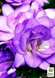 Саджанець Agro-Market Фрезія махрова Purple 5 шт. в упаковці (176344) - мініатюра 2