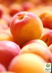 Саджанець Agro-Market Абрикос Цунамі (літній сорт, ранній термін дозрівання) 1 шт. в упаковці (39876) - мініатюра 3