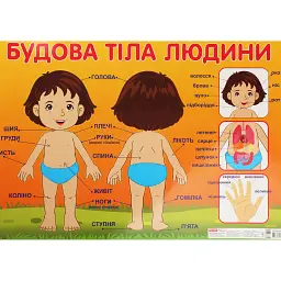 Плакат. Будова тіла людини -