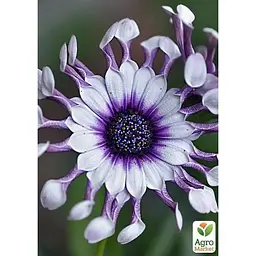 Саджанець Agro-Market Остеоспермум White Whirls (контейнер № 10 висота 10-20 см) (47978) 1 шт. в упаковці - мініатюра 2