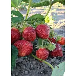 Саджанець Agro-Market Полуниця ремонтантна Червона мрія 5шт (преміальний сорт) (44560) - мініатюра 5