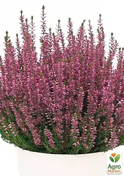 Саджанець Agro-Market Верес звичайний Frosien (44253) - мініатюра 3