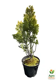 Кипарисовик Лавсона "Alumi Gold" С2 висота 25-35см (176877) 1 саджанець - мініатюра 2