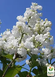 Саджанець Agro-Market Бузок білий махровий Міс Елен Вілмонт (153969) - мініатюра 2