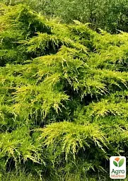 Саджанець Agro-Market Ялівець середній 3-річний Pfitzeriana Aurea (С1.5 діаметр 30-40 см) 1 шт. в упаковці (182504) - мініатюра 3